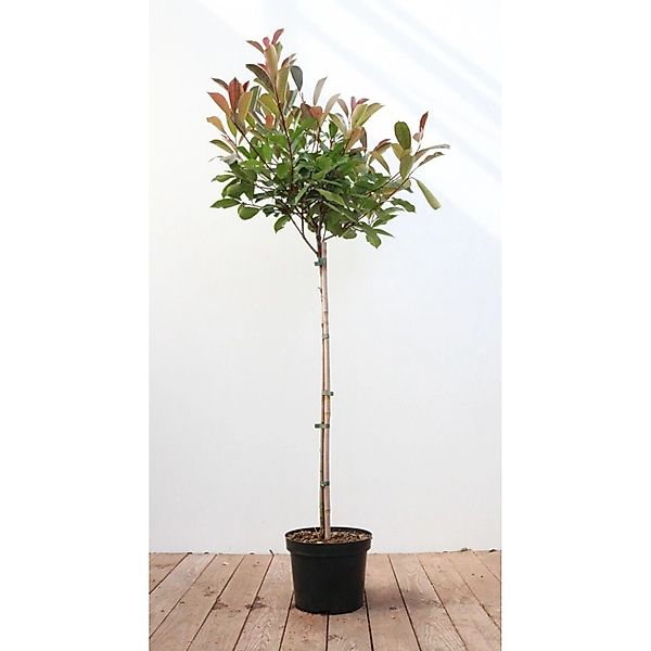 Photinia Fraseri Red Robin Glanzmispel Rote Blätter 80–100 cm Stammhöhe günstig online kaufen
