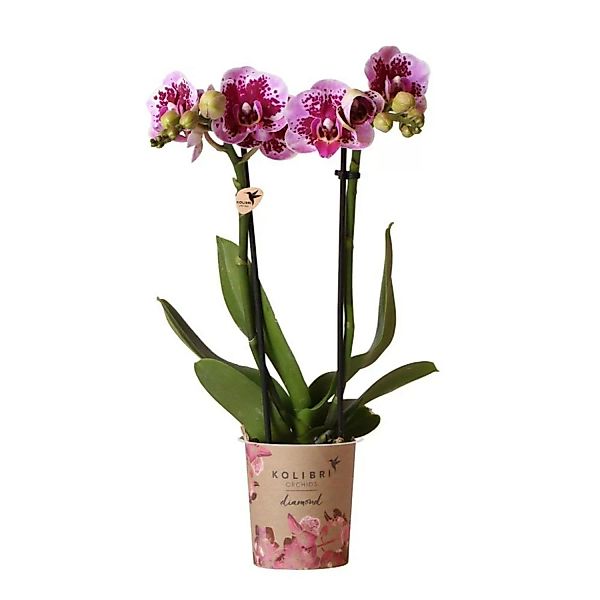 Kolibri Orchids Rosa Lila Phalaenopsis Orchidee El Salvador Topfgröße 9cm günstig online kaufen