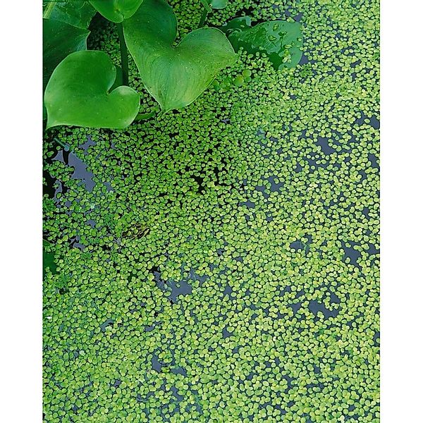 Lemna Trisulca Dreifurchige Wasserlinse Schwimmend günstig online kaufen
