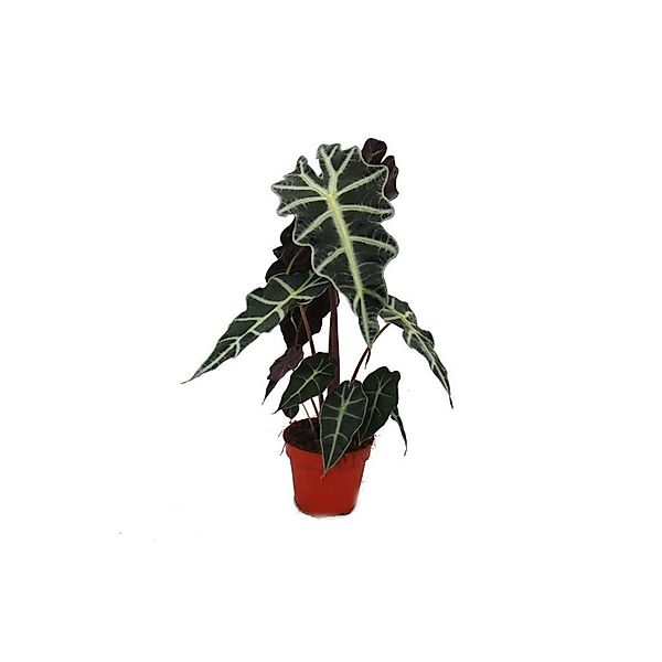 Exotenherz Zimmerpflanze Pfeilblatt - Alocasia sanderiana - Tropenwurz - Al günstig online kaufen