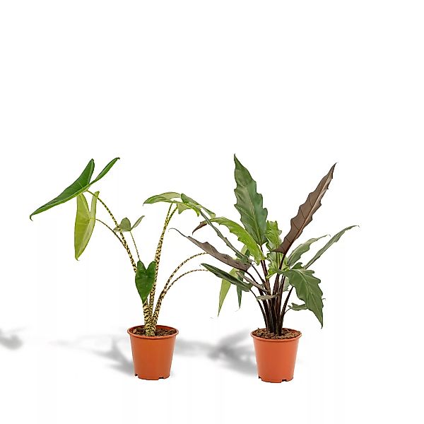 Hello Plants | Set mit 2 Alocasias - Zebrina & Lauterbachiana günstig online kaufen