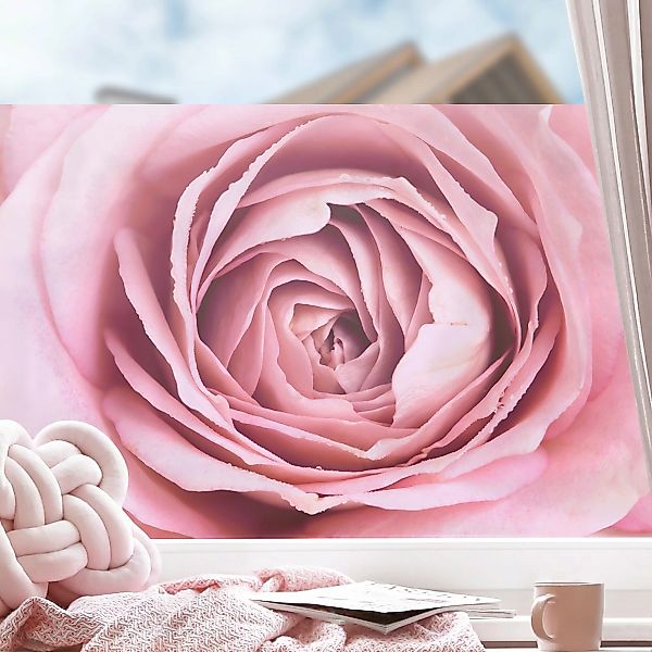 Fensterfolie Rosa Rosenblüte günstig online kaufen