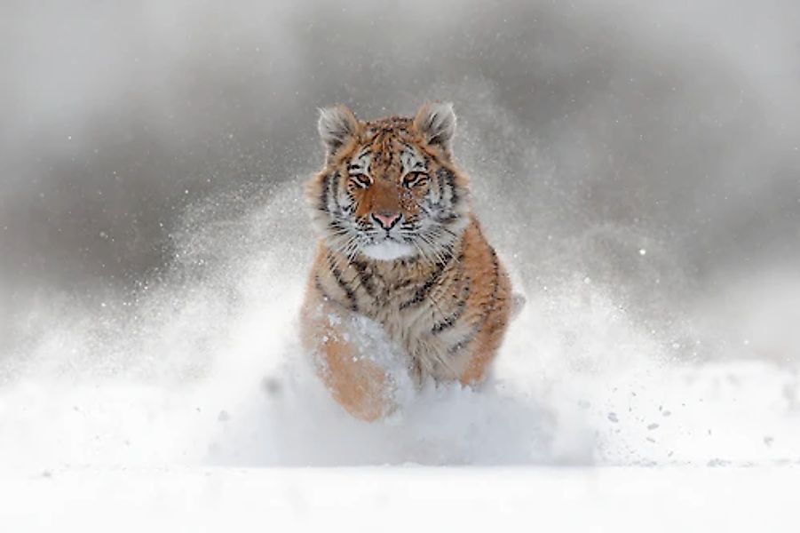 Papermoon Fototapete »Siberian Tiger« glatt günstig online kaufen