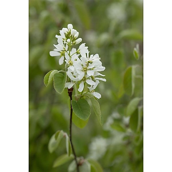 Amelanchier Alnifolia Smoky Felsenbirne Essbare Früchte 40–60 Cm günstig online kaufen