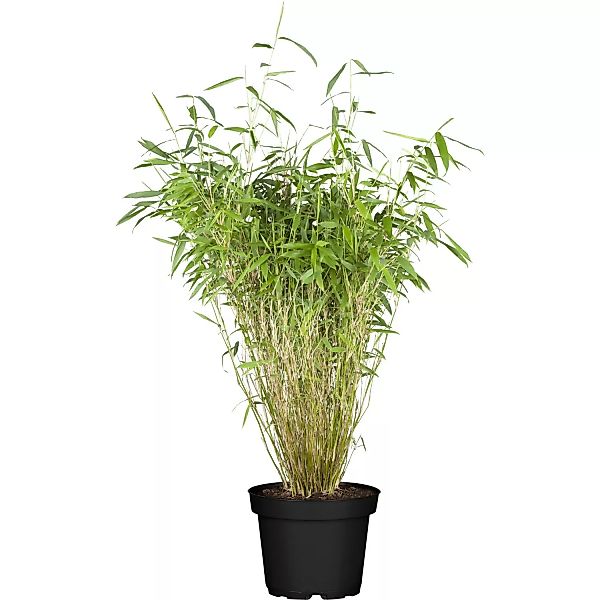 OBI Gartenbambus Höhe 60 - 80 cm Topf ca. 5 l Fargesia murielae günstig online kaufen