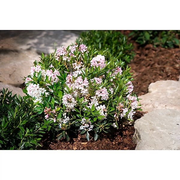 Rhododendron Bloombux® Rosa Höhe ca. 5 - 10 cm Topf ca. 2 l Rhododendron günstig online kaufen