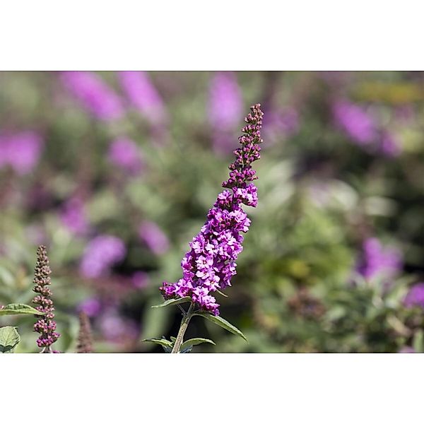 Buddleja Schmetterlingsstrauch 'Pink Micro Chip' 30-40 cm günstig online kaufen