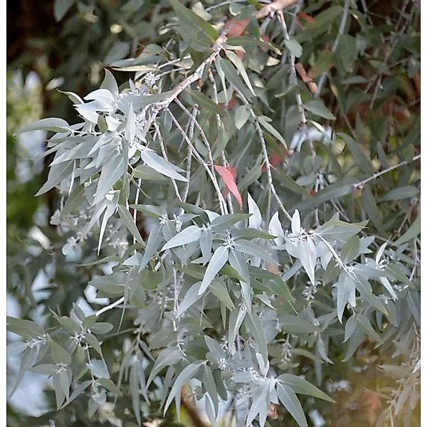 Echter Eukalyptus France Bleu 40-60cm - Eucalyptus gunnii günstig online kaufen