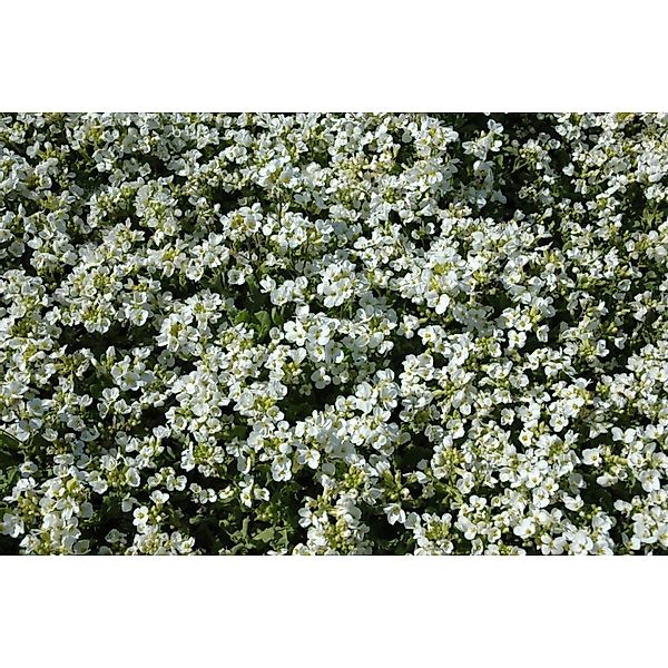 Arabis Caucasica Schneehaube Gänsekresse Weiß Ca. 9x9 cm Topf günstig online kaufen