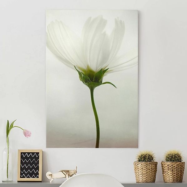 Leinwandbild Blumen - Hochformat Weiße Cosmea günstig online kaufen