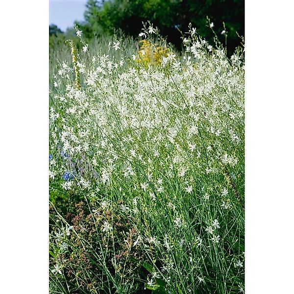 Anthericum Ramosum Ästige Graslilie Ca. 9x9 cm Topf günstig online kaufen
