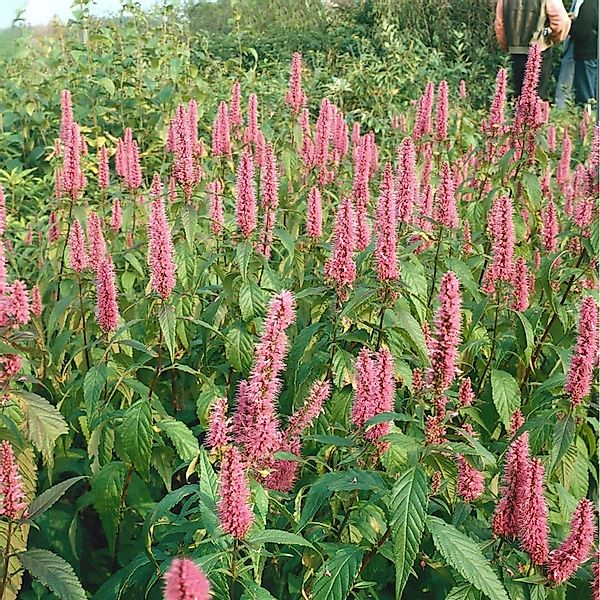 Elsholtzia Stauntonii Duftnessel 60-80 cm günstig online kaufen
