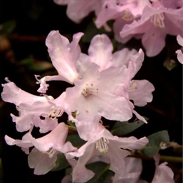 Rostblättrige Alpenrose Tottenham 15-20cm - Rhododendron ferrugineum günstig online kaufen