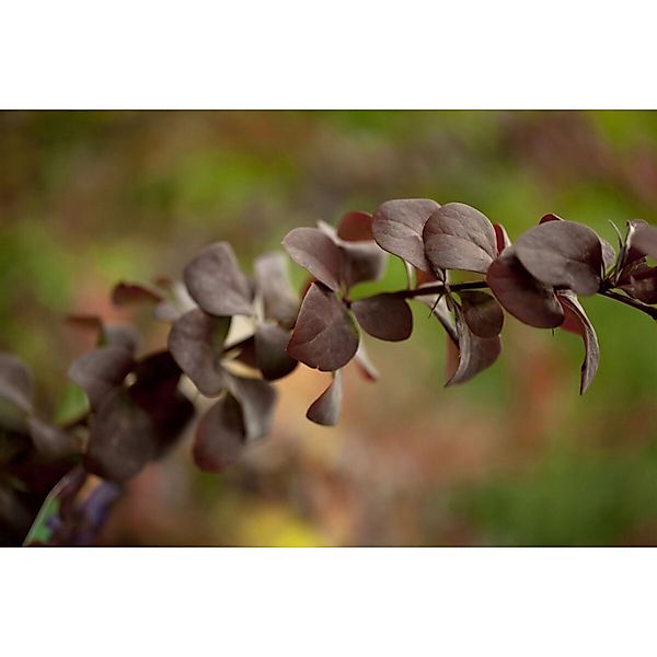 Berberis ottawensis 'Superba' 175-200 cm günstig online kaufen