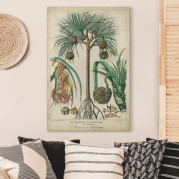 Leinwandbild Vintage Lehrtafel Exotische palmen I günstig online kaufen