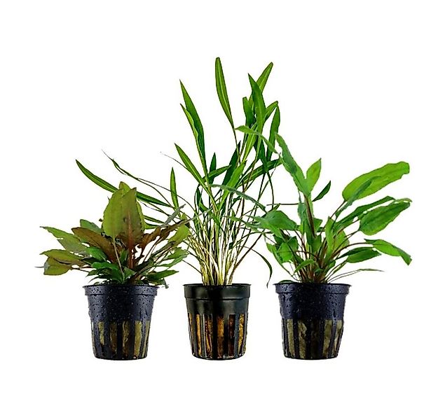 Aquaone Wasserpflanze Pflanzen Set mit 3 Cryptocoryne Aquariumpflanzen Set günstig online kaufen