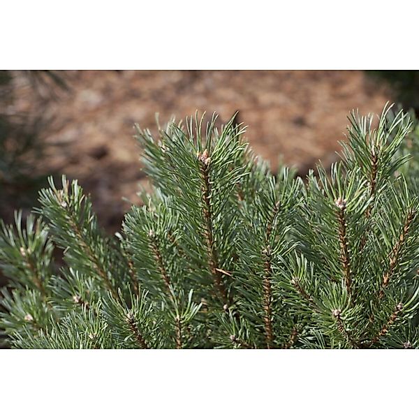 Pinus Sylvestris Waldkiefer 80–100 cm günstig online kaufen