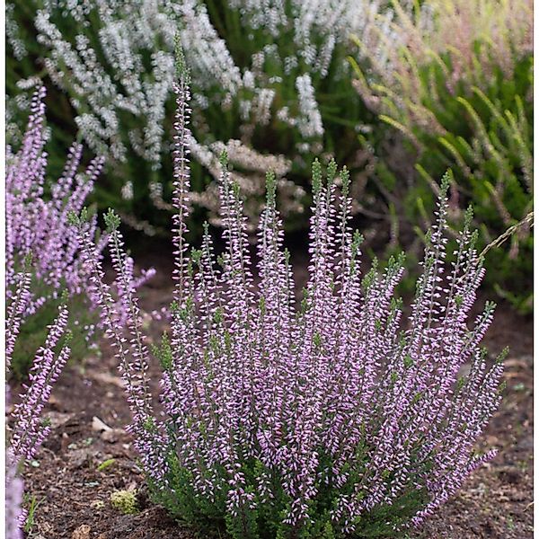 10x Knospenheide Gardengirls Luisa - Calluna vulgaris günstig online kaufen