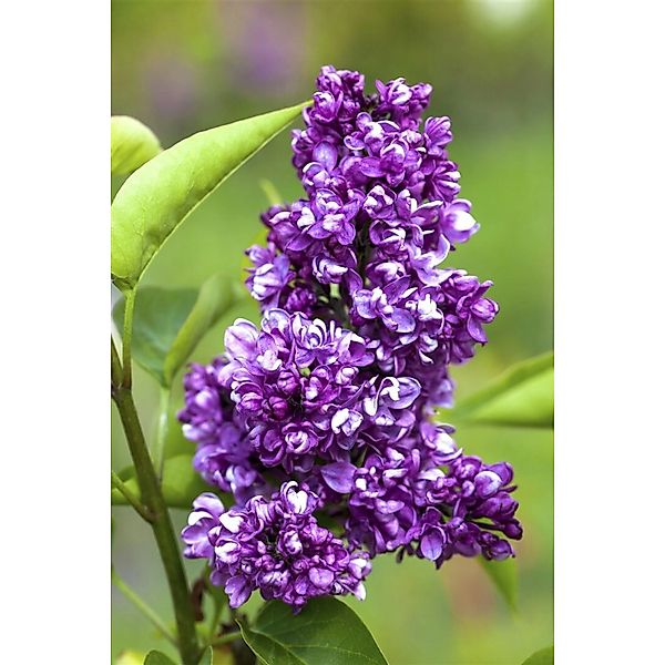 Syringa Vulgaris Flieder Charles Joly 80-100 cm günstig online kaufen