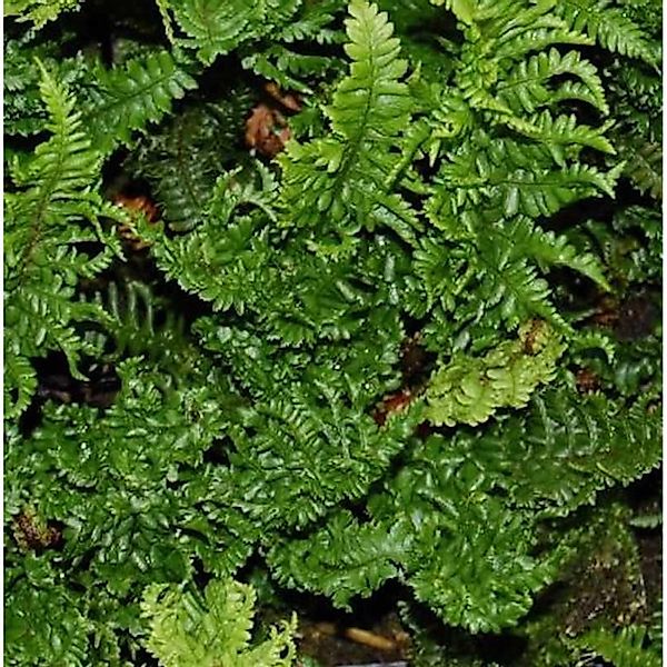 Krauser Goldschuppenfarn - Dryopteris affinis günstig online kaufen