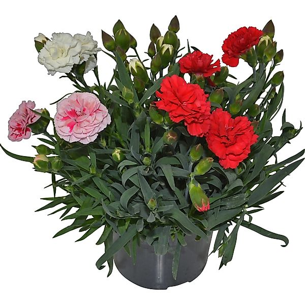 OBI Garten-Nelke Trio Topf-Ø ca. 13 cm Dianthus günstig online kaufen