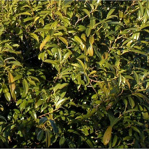 Lorbeerkirsche Sofia 40-60cm - Prunus,aurocerasus günstig online kaufen