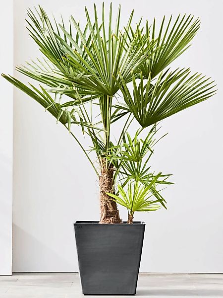 ECOPOTS Blumentopf "Rotterdam mit Rollen 50 Dunkelgrau", für innen und auße günstig online kaufen