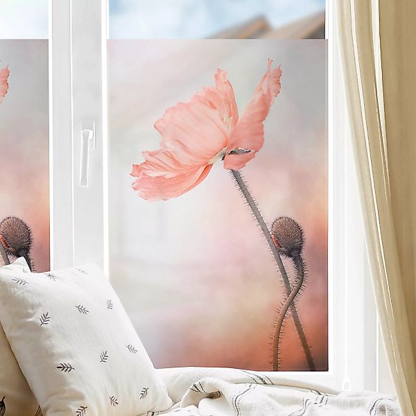 Fensterfolie Mohnblumen Close-Up günstig online kaufen