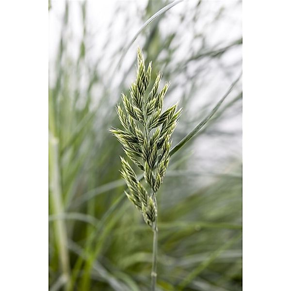 Festuca Glauca Blau-Schwingel 2 Liter Container Immergrün günstig online kaufen