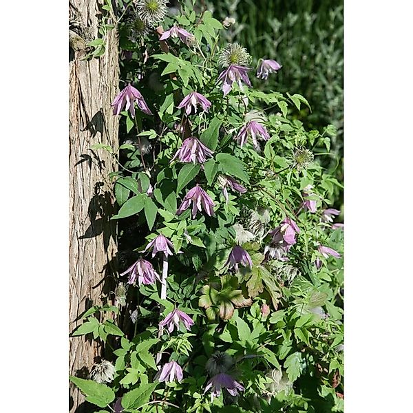 Clematis Country Rose Rosa Blüten 60–100 cm günstig online kaufen