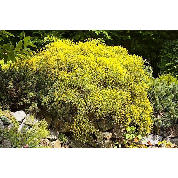 Genista Pilosa Goldilocks Ginster Goldgelb 20–30 cm günstig online kaufen