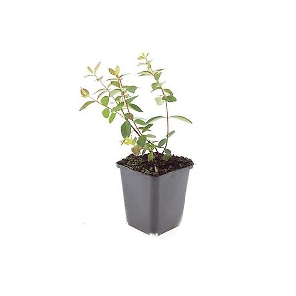 Exotenherz Bodendecker Johanniskraut Hypericum Dummeri Peter Dummer 9cm Top günstig online kaufen