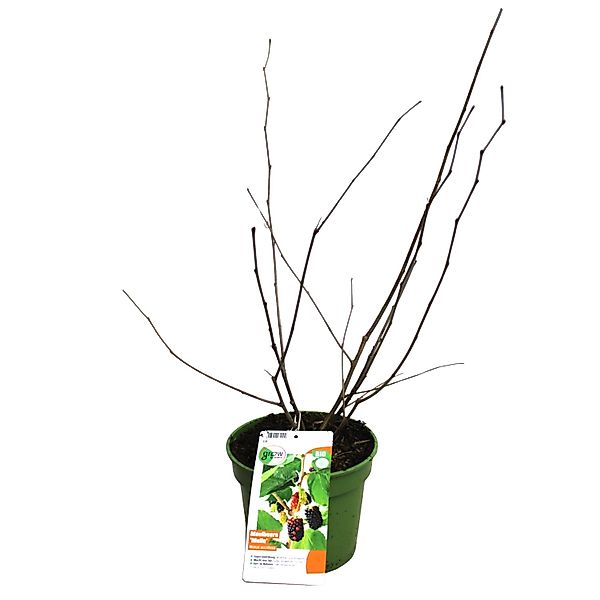 Zwergmaulbeerbaum Mulle Schwarz Höhe ca. 30 - 40 cm Topf ca. 3, Morus acido günstig online kaufen