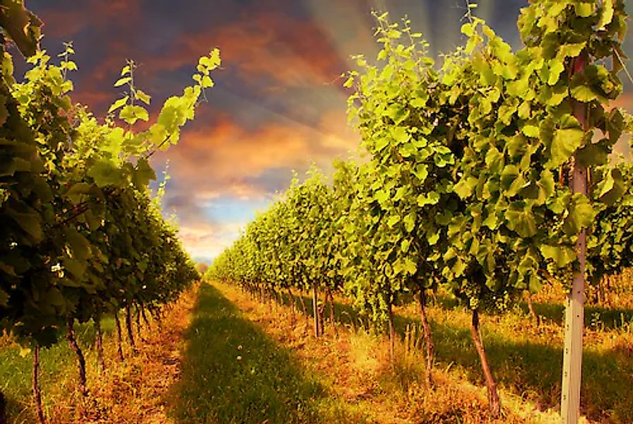 Papermoon Fototapete »Sunset Vineyard« glatt günstig online kaufen
