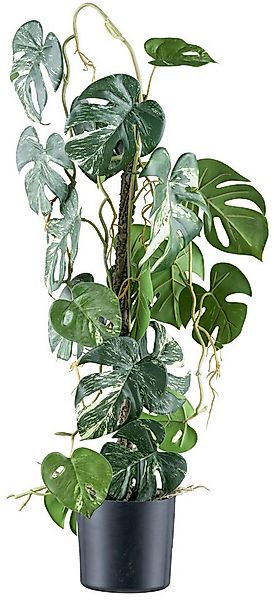 Kunstpflanze Philodendron varigata, Creativ green, Höhe 66 cm, mit verschlu günstig online kaufen