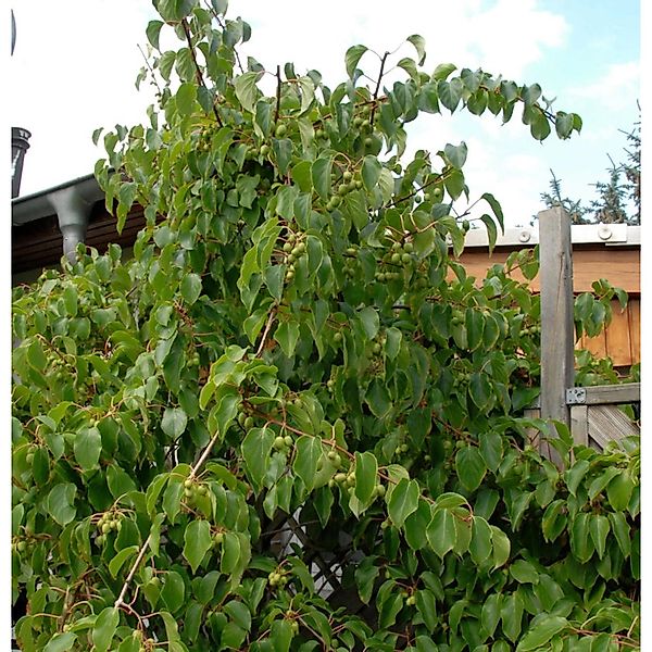 Minikiwi Fresh Jumbo 60-80cm - Actinidia arguta günstig online kaufen