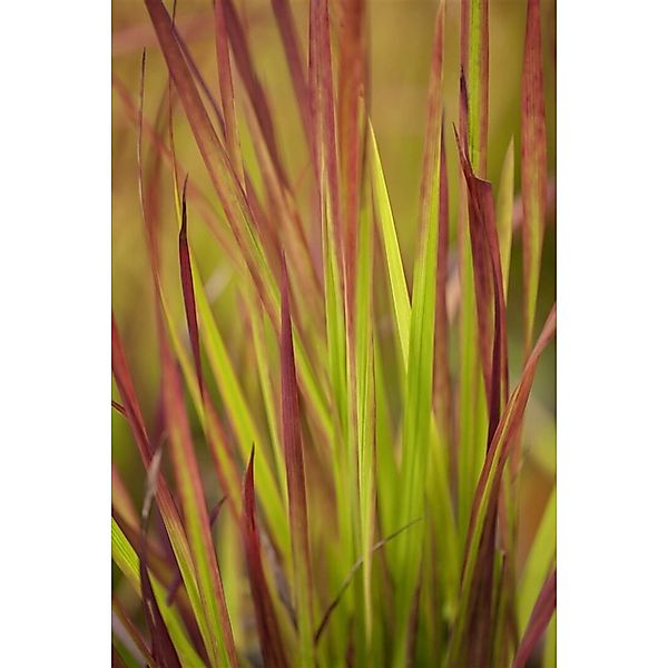 Pflanzen für Dich Gräser Imperata cylindrica Red Baron, 1 St., Blutgras, Ja günstig online kaufen