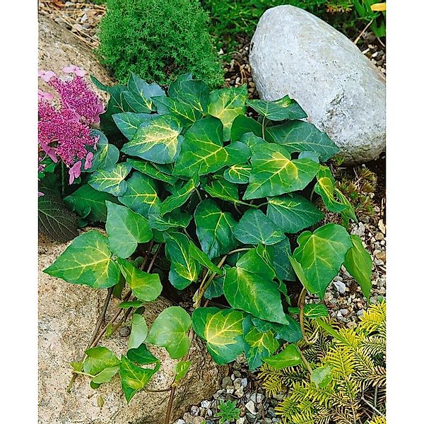 Hedera Colchica Sulphur Heart Efeu Gelb-Grün 40–60 cm günstig online kaufen