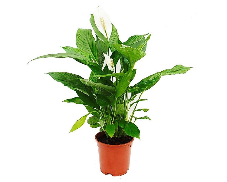 Exotenherz Zimmerpflanze Spathiphyllum "Cupido", Einblatt - 17cm Topf günstig online kaufen