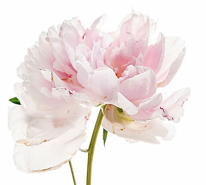 queence Wandtattoo »Annalena« Wandbild, Sticker, rosa, Blume, Blüte, selbst günstig online kaufen