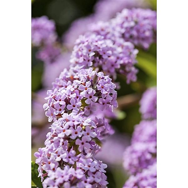 Buddleja Alternifolia Schmetterlingsflieder 100–125 cm günstig online kaufen