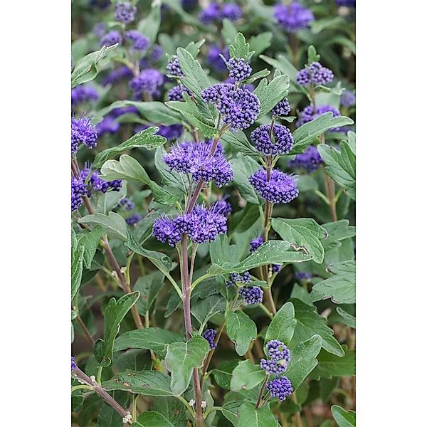Caryopteris Clandonensis Bartblume Grand Bleu R 40-60 cm günstig online kaufen