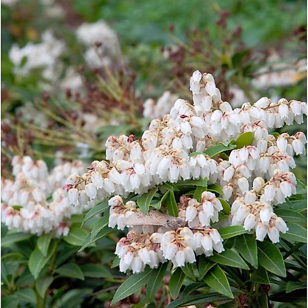 Große Lavendelheide Japanisches Schattenglöckchen 25-30cm - Pieris japonica günstig online kaufen