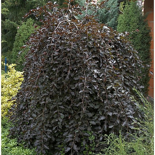 Hochstamm Schwarzrote Hängebuche 100-125cm - Fagus sylvatica günstig online kaufen