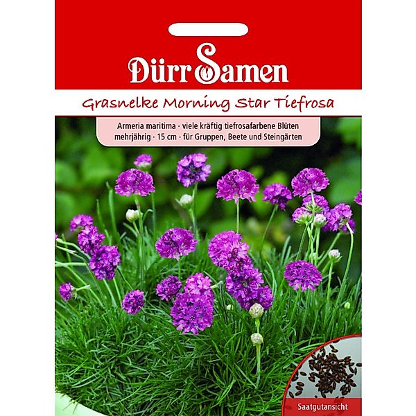 Dürr Samen Grasnelke Morning Star Gelb Mit Auge Zweijährig Saatgut günstig online kaufen