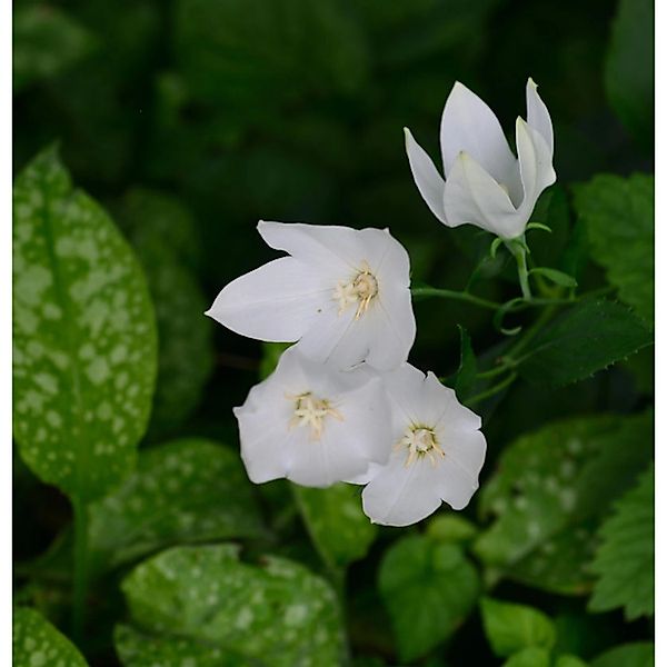 Ballonblume Albus - Platycodon grandiflorus günstig online kaufen