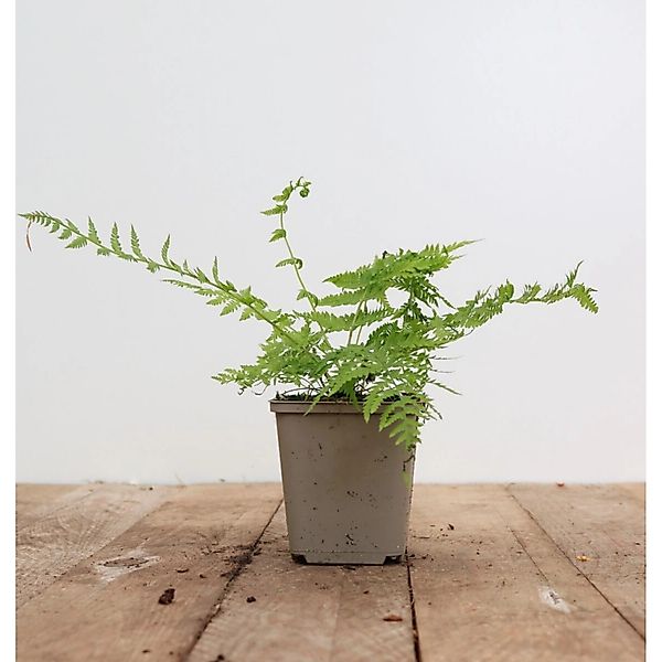 Athyrium Filix-femina Lady In Red Frauenfarn Ca. 9x9 cm Topf günstig online kaufen