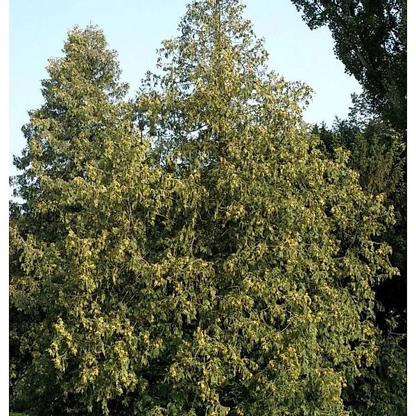 Abendländischer Lebensbaum 30-40cm - Thuja occidentalis günstig online kaufen