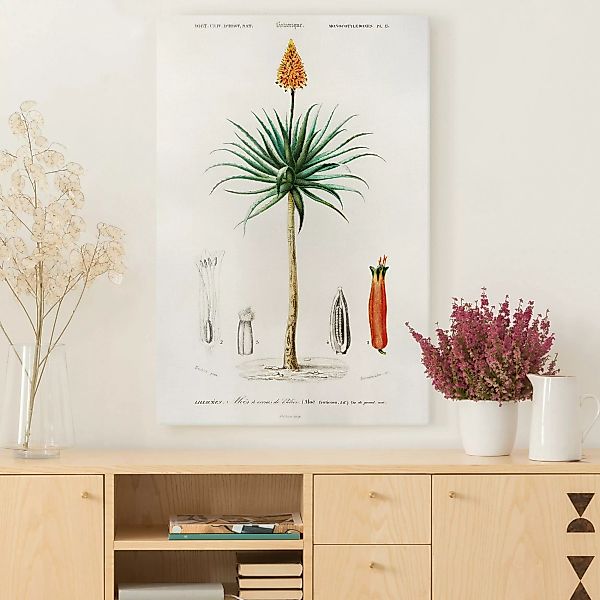 Leinwandbild Botanik Vintage Illustration Aloe Orange Blüte günstig online kaufen