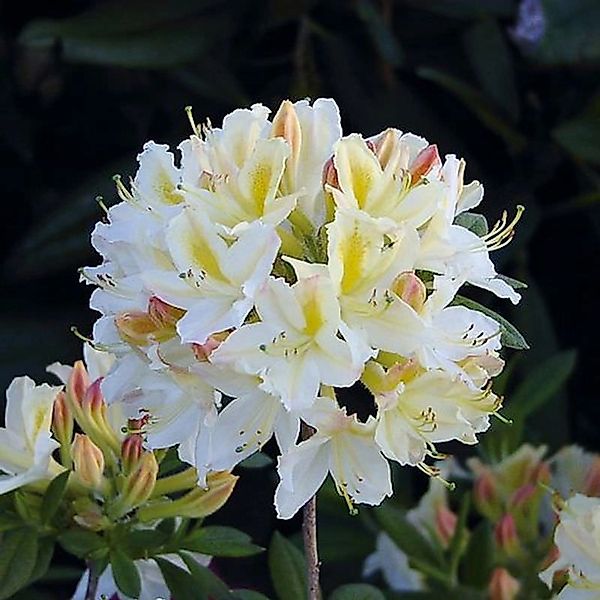 Azalee Daviesii 30-40cm - Rhododendron luteum - Alpenrose günstig online kaufen